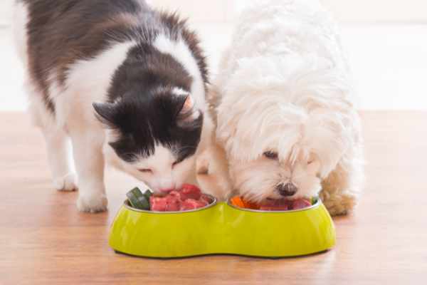 cani e gatti mangimi,accessori perugia